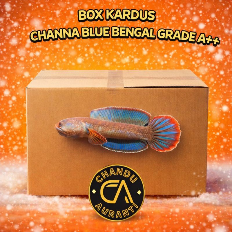Channa Blue Bengal