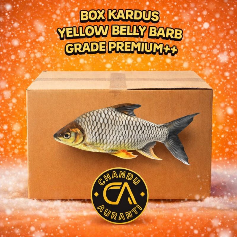 Ikan Yellow Belly Barb